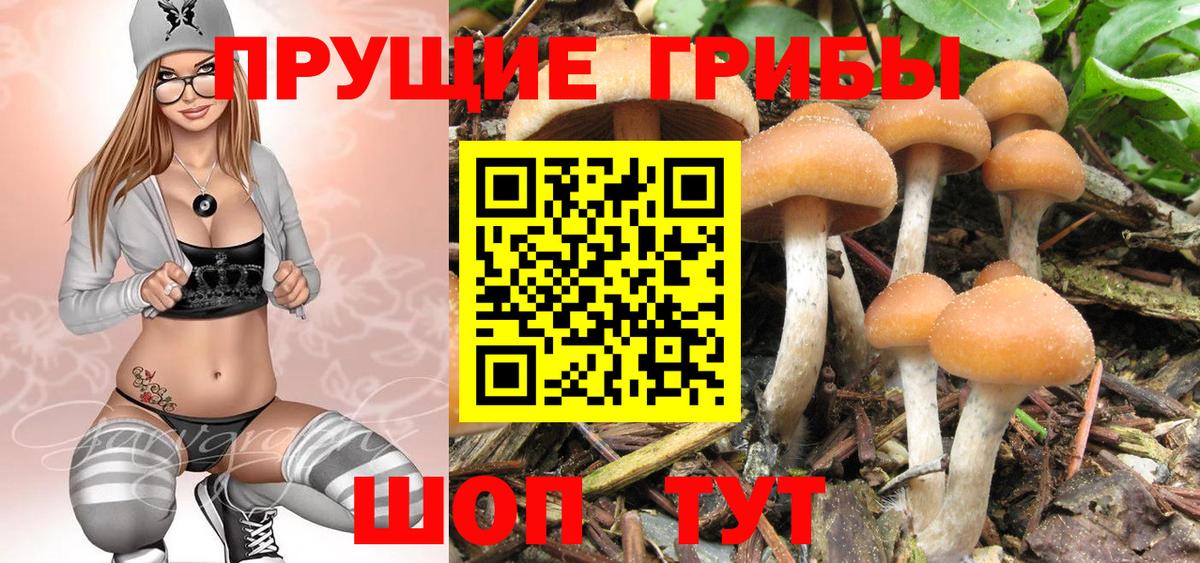 Псилоцибиновые грибы Psilocybe Азов